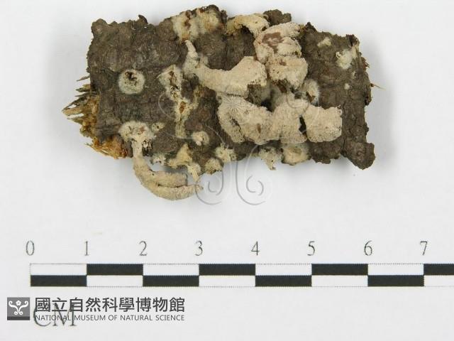 裂褶菌藏品圖，第1張