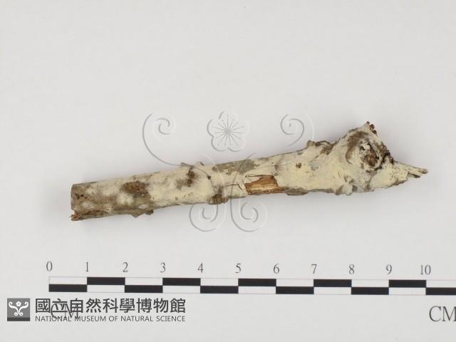 冇骨消絲齒菌藏品圖，第1張
