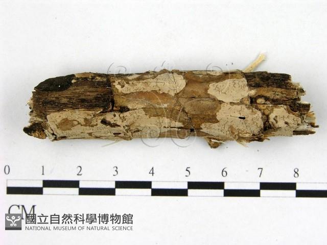 顯絲菌屬藏品圖，第1張