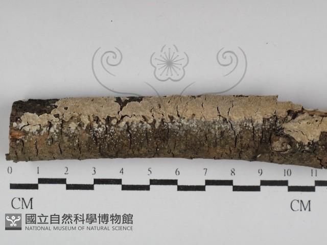 齒耳菌屬藏品圖，第1張