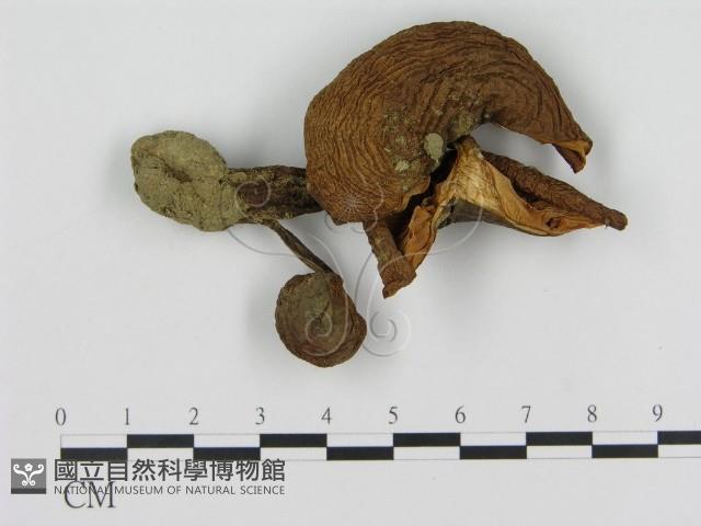 登錄號:F0016021藏品圖，第1張