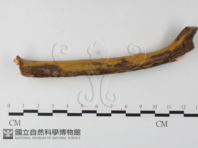 登錄號:F0021021藏品圖，第1張