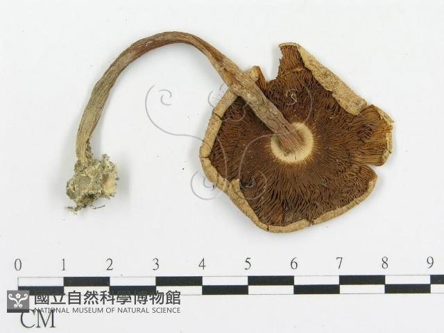 傘菌屬藏品圖，第1張