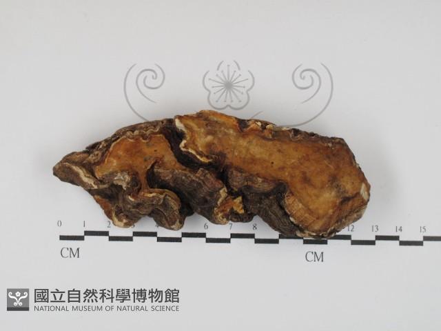 牛樟芝藏品圖，第1張