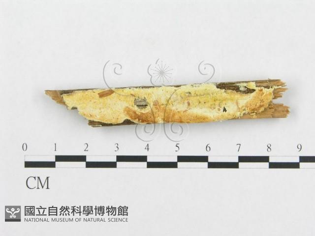 登錄號:F0014021藏品圖，第1張