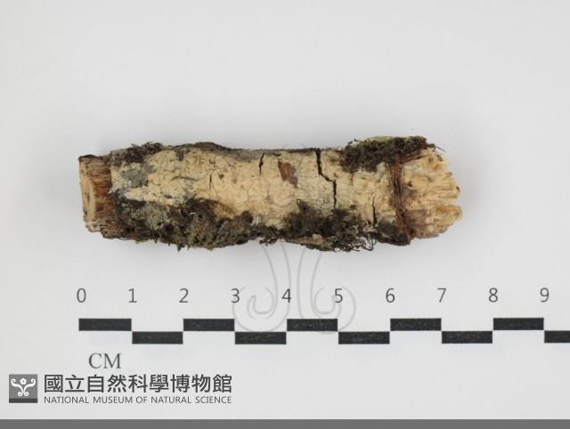 登錄號:F0034021藏品圖，第1張