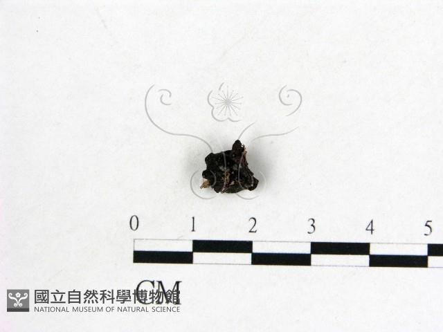 登錄號:F0022021藏品圖，第1張