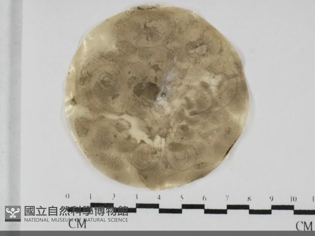 登錄號:F0032021藏品圖，第1張