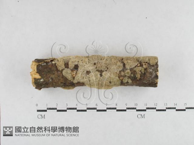 絲齒菌屬藏品圖，第1張