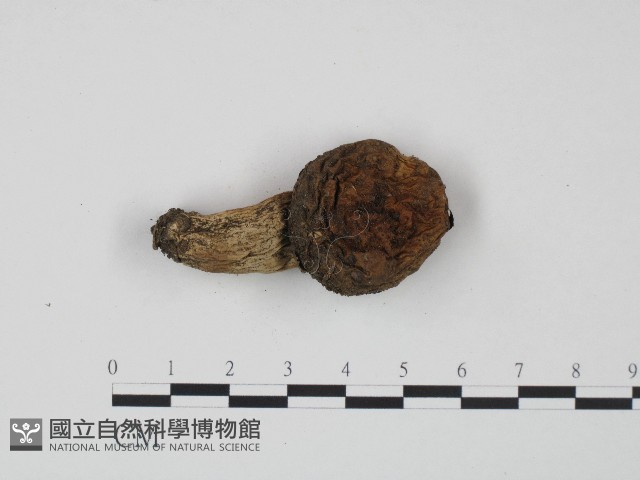 紅菇屬藏品圖，第1張