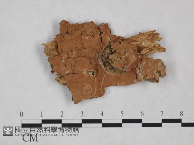 射脈菌屬藏品圖，第1張
