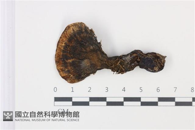 登錄號:F0035021藏品圖，第1張