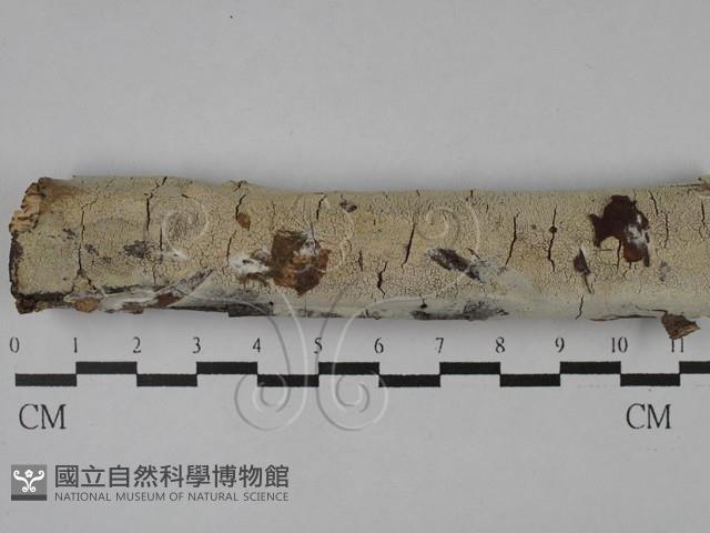 登錄號:F0029021藏品圖，第1張