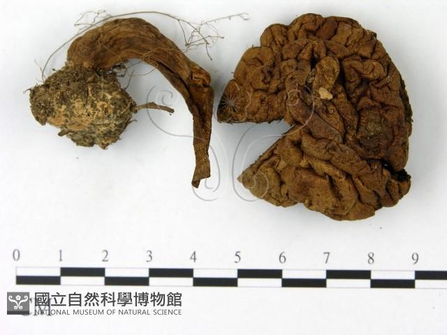 登錄號:F0023021藏品圖，第1張