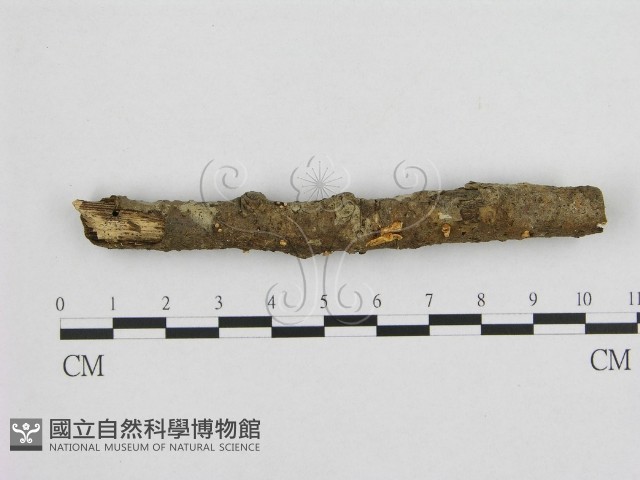 登錄號:F0003021藏品圖，第1張