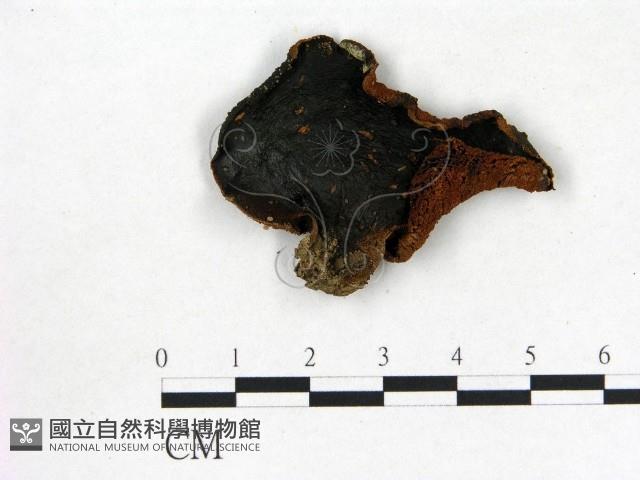 登錄號:F0013021藏品圖，第1張