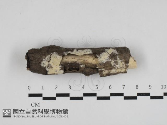 登錄號:F0033021藏品圖，第1張