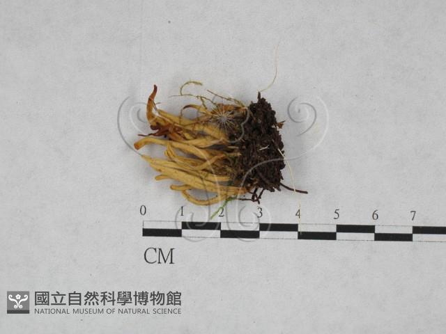 登錄號:F0028321藏品圖，第1張