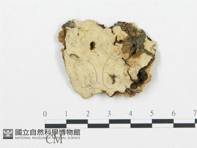 登錄號:F0020321藏品圖，第1張