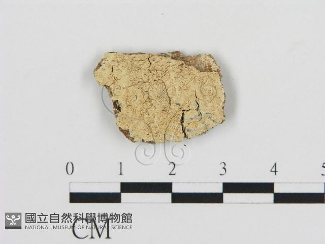 登錄號:F0010321藏品圖，第1張