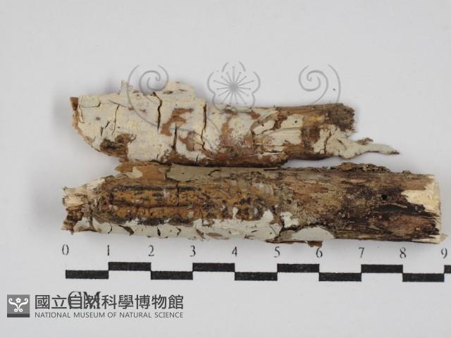絲皮菌屬藏品圖，第1張
