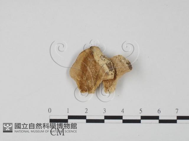 Accession Number:F0006321 Collection Image, Figure 1, Total 3 Figures