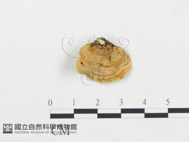 登錄號:F0016321藏品圖，第1張