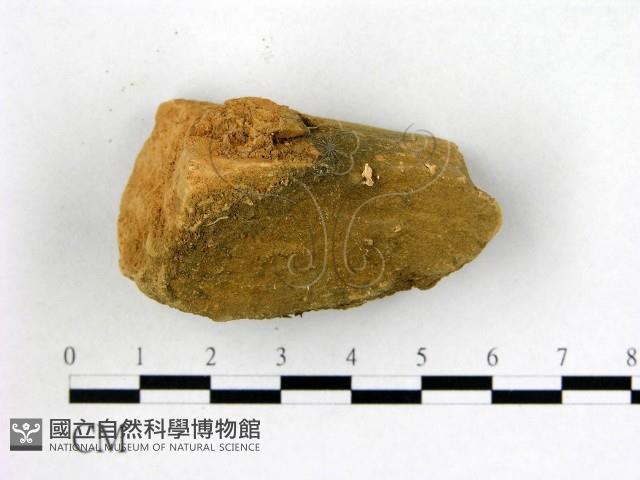 登錄號:F0001321藏品圖，第1張