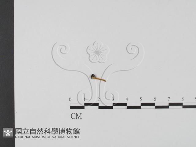 登錄號:F0011321藏品圖，第1張