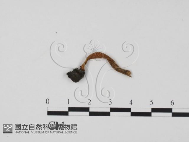 登錄號:F0022321藏品圖，第1張