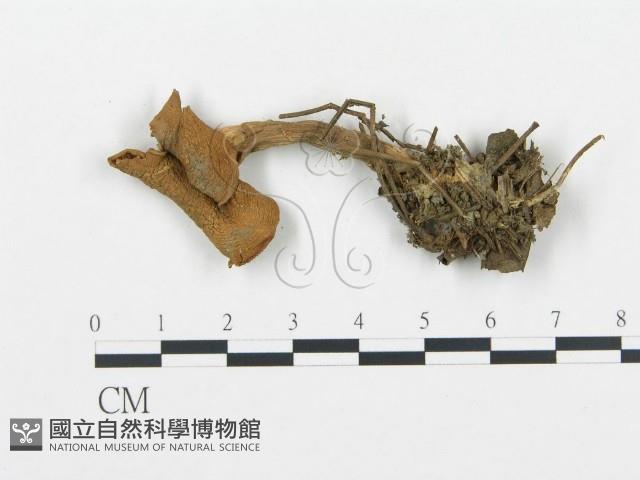 杯傘屬藏品圖，第1張