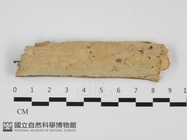 齒耳菌屬藏品圖，第1張
