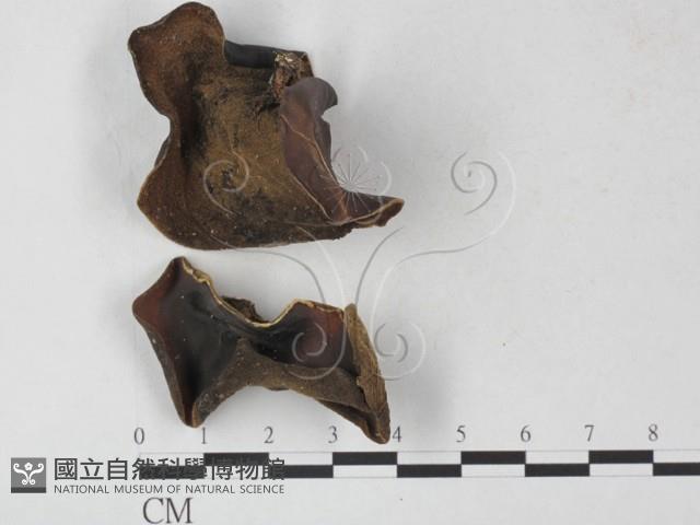 登錄號:F0027321藏品圖，第1張