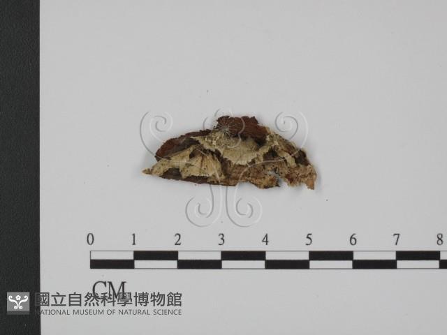 登錄號:F0007321藏品圖，第1張