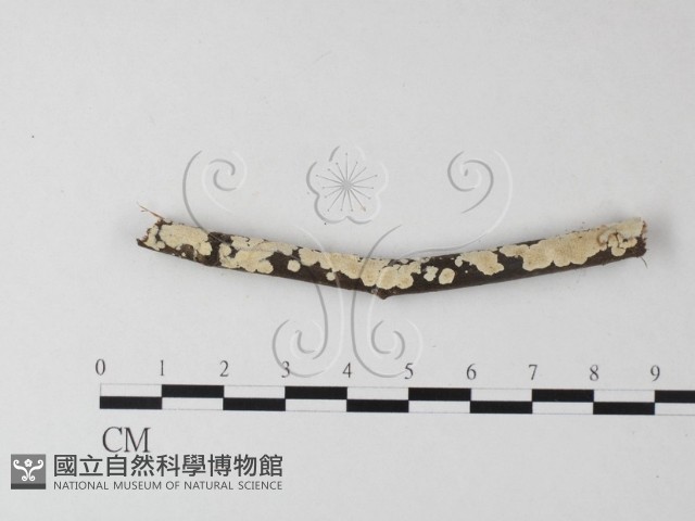 齒耳菌屬藏品圖，第1張