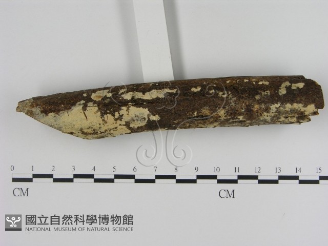 登錄號:F0005321藏品圖，第1張