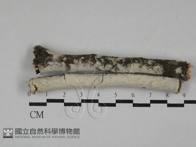 絲皮菌屬藏品圖，第1張