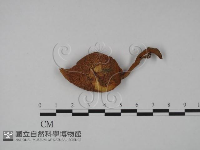登錄號:F0013321藏品圖，第1張