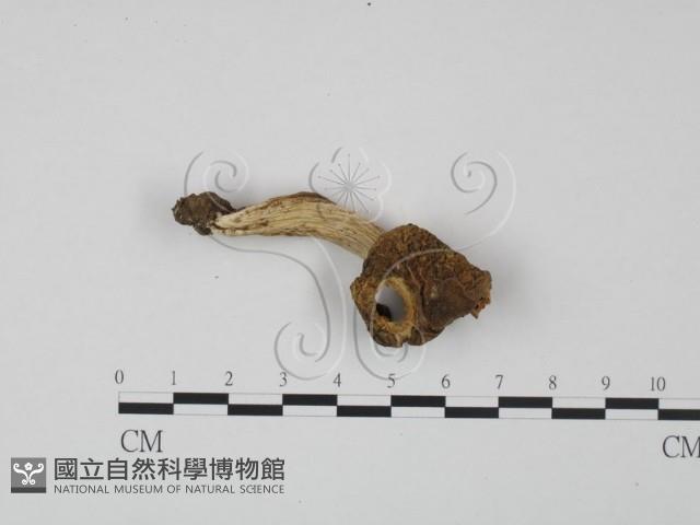 登錄號:F0020201藏品圖，第1張