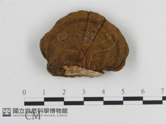 登錄號:F0010201藏品圖，第1張