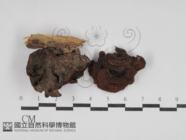 刺革菌屬藏品圖，第1張