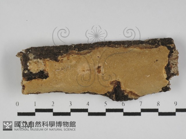 多年臥孔菌屬藏品圖，第1張