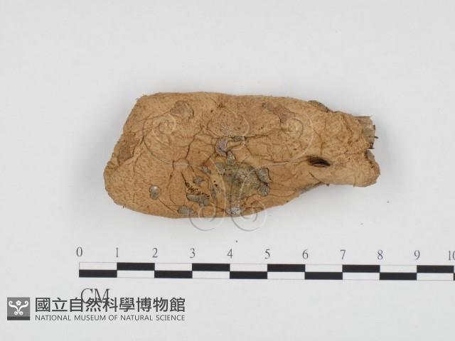 登錄號:F0024201藏品圖，第1張