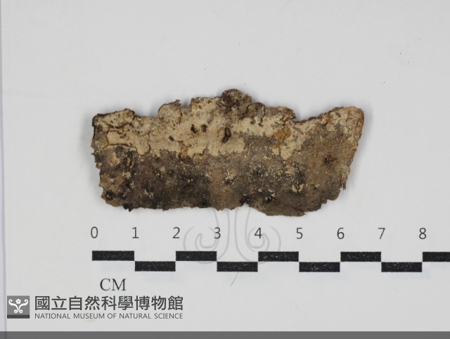 絲皮菌屬藏品圖，第1張