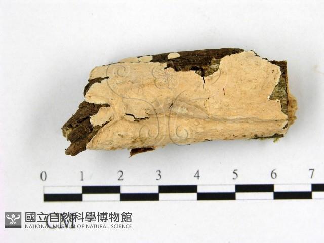 顯絲菌屬藏品圖，第1張