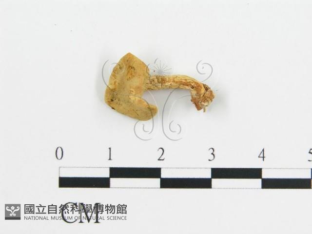 登錄號:F0013201藏品圖，第1張