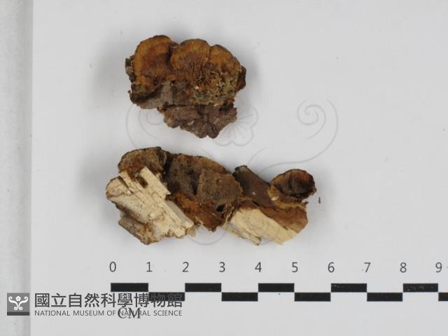 登錄號:F0033201藏品圖，第1張