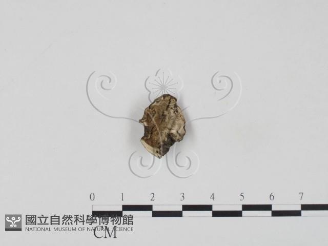 登錄號:F0018801藏品圖，第1張