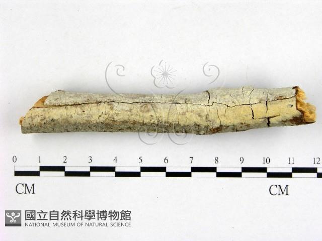 登錄號:F0020801藏品圖，第1張