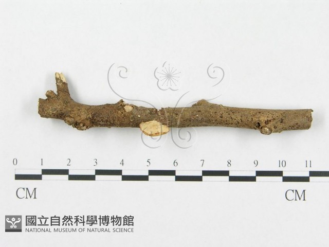 多孔菌屬藏品圖，第1張